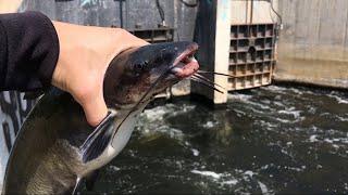 How To Catch More Fish at a Spillway!