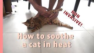 How I calm my cat in heat