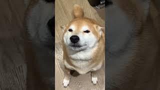 Shiba is Happy