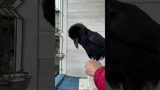 Говорун #raven #воронгоша #crow #aboutbirds #animal