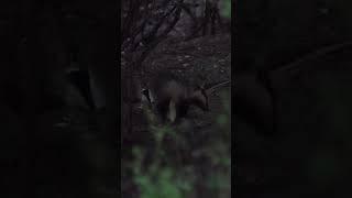 Wildlife Videography is all about patience #badgers #swisswildlife #swissnature #wildlifephotography