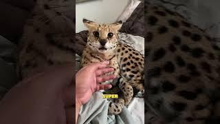 SERVAL - The Wildcat with INSANE Jumps!  #wildfacts