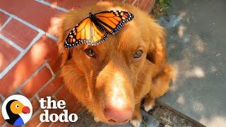 Golden Retriever Spends Hours A Day With His Butterflies | The Dodo