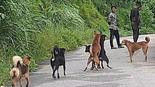 Dogs Fight For Female || Dogs Fight || Street Dogs Fight || Beauty Nature