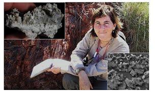 NSN Webinar Series:  Are We Alone? The Search for Extraterrestrial Life in the Solar System