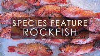 Fish Species Feature: Rockfish | What's so great about Rockfish?