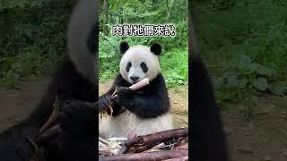 5個 你沒聽過的動物冷知識2023  #short #tiktok #可愛動物