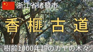 【浙江省】诸暨市「香榧古道」トレッキング～樹齢1000年を超えるカヤの木々