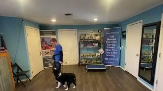 2 Week Board and Train Proven K9 Training Dog Training Amarillo Texas