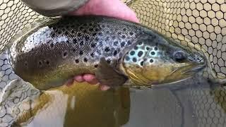 River Loughor - wild brown trout