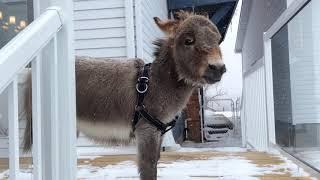 Tiny Tim the Mini Donkey!