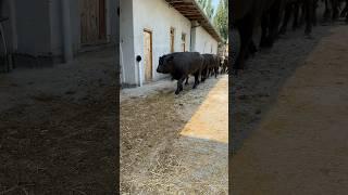 ANGUS BUQALAR ️905678098