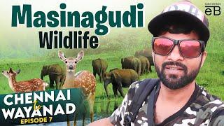 Masinagudi Wildlife சுற்றுலா | Explore With Bavin