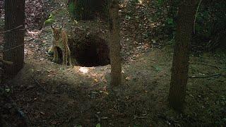 Lynxes in the wolf home sites