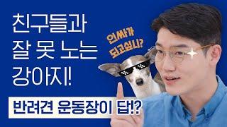 사회성이 부족한 강아지, 반려견 운동장가면 좋아질까요? | 설채현 행동학 수의사