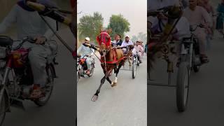 Pakistan tanga race #horselover #horseracing #horserace #shortvideo #short #shorts #apnatangaracer