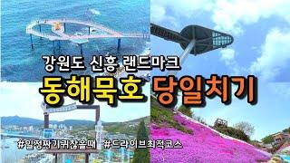 반드시 가봐야하는 강원도 동해 당일치기여행 /한국관광100선 도째비골 스카이벨리 해랑전망대 / 묵호활어센터 논골담길