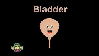 Human Body /Bladder Song /Human Body Systems