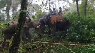 Capturing wild Elephant by Arjuna - The Mysore Dasara Golden Howdah Elephant!