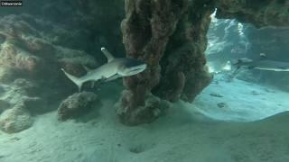 Diving in Egypt - Marsa Gabal Elrosas (Shark, Turtle, Sea cave, Antics underwater) [2024.06.24]