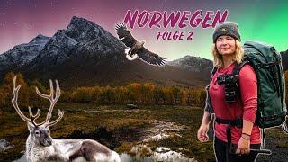 Nordische Wildnis hautnah: Wildtiere, Nordlichter & Abenteuer in Norwegen  | Folge 2