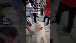 What if a samoyed playfully pounced on you? #samoyed #dog #cute #hongdae #Seoul #Korea #animal