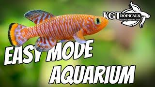 EASY Mode Aquarium, The Most Important Decisions