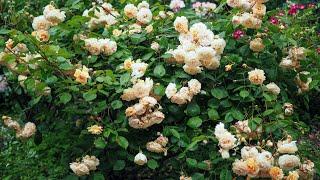 Hybrid musk rose - Buff Beauty