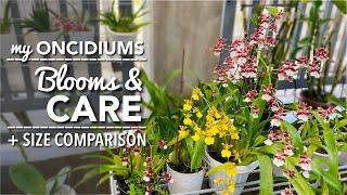 ONCIDIUM ORCHIDS Blooms & Care | How To Water & Fertilize Oncidiums | Medium, Pot & Size Comparison