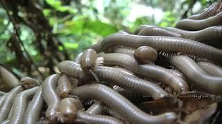 MILLIPEDE SWARM, MALAYSIA