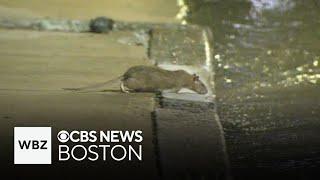 Boston releases rat action plan