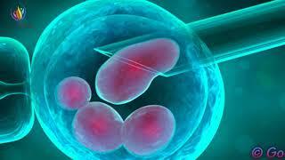 Adult Stem Cells Regeneration Frequency: Anti-Aging & Regenerate Cells