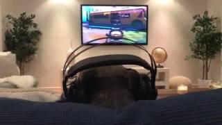 My Dogs a Serious Gamer.