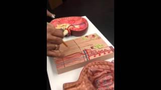 elnemr urinary diagram anat phys 2