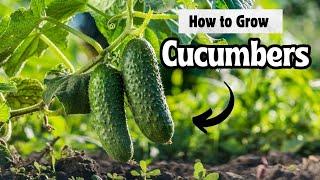 How to Grow Cucumbers From Seed | Complete Guide