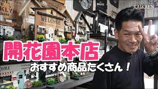 開花園本店　現在の様子　おすすめ商品たくさん　リニューアルオープン　ぐっどらっくさん商品　花苗　観葉植物　オリーブ　雑貨　切り花　是非来てください【おうちでガーデニング】開花園チャンネル