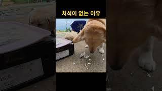 촬영하다가 어쓱한 이유.. #남해 #강아지 #몽실이 #뽀끄미 #방구 #리트리버