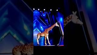 America's Got Talent Giraffe  Magic | Duo Schumacher#AGT#americagottalent#magic