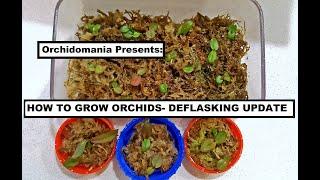 Orchidomania Presents:  How to Grow Orchids from Seed- Deflasking UPDATE