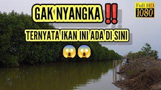 GAK NYANGKA‼️ IKAN INI SARANGNYA DI SINI‼️ | HD 1080 FISHING VIDEO QUALITY