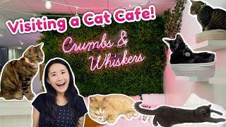 Visiting a CAT CAFE!  | Crumbs & Whiskers, DC