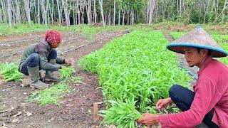 PANEN KANGKUNG
