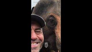 Joe Rogan LOVES  Elephants in Thailand!  #shorts #wildlife