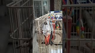 Жако Гоша Камчатка. #жако#shorts #africangrey #shortvideo #попугайжако #loveanimals #попугайжако