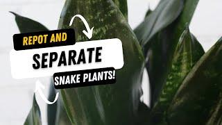 How to REPOT and SEPARATE your SNAKEPLANT