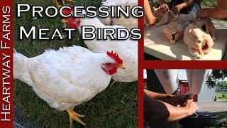 How To Process Meat Birds | Cornish Cross Chickens | Heartway Farms | Pastured Poultry Food Shortage