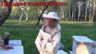 Продажа пчелопакетов Бакфаст Начинающему пчеловоду. Советы начинающему пчеловоду