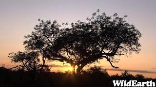 WildEarth - Sunrise Safari - 12 Mar 2023