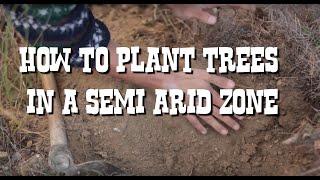 How to plant trees in a Semi Arid zone - Regreening 8