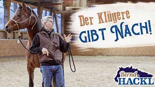 Nachgiebigkeit beim Pferd - So geht's! | Bernd Hackl erklärt! 